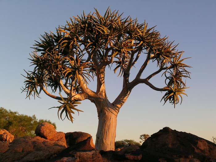 Aloe dichotoma