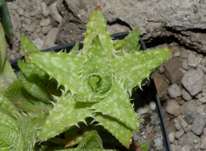 Aloe juvenna