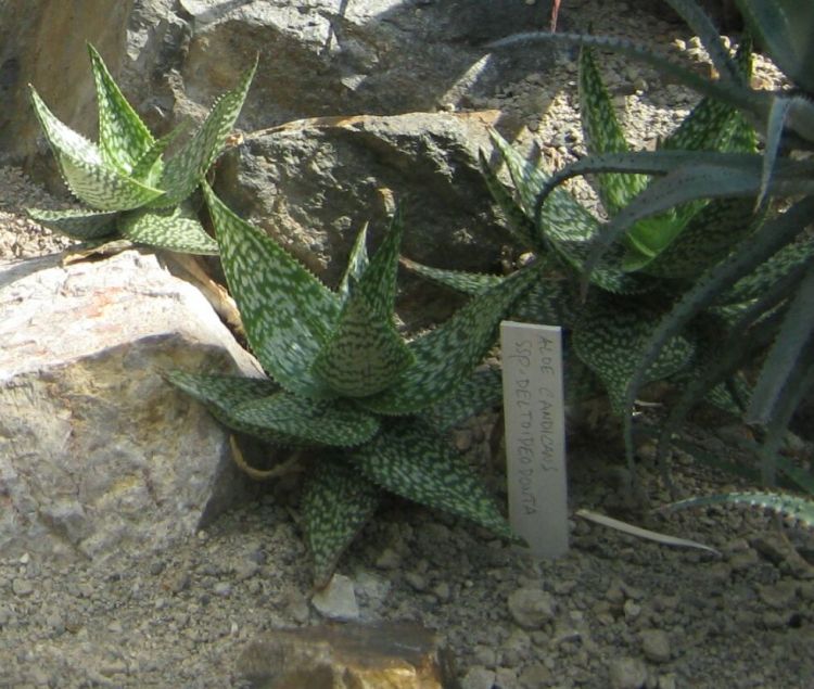 Aloe candicans