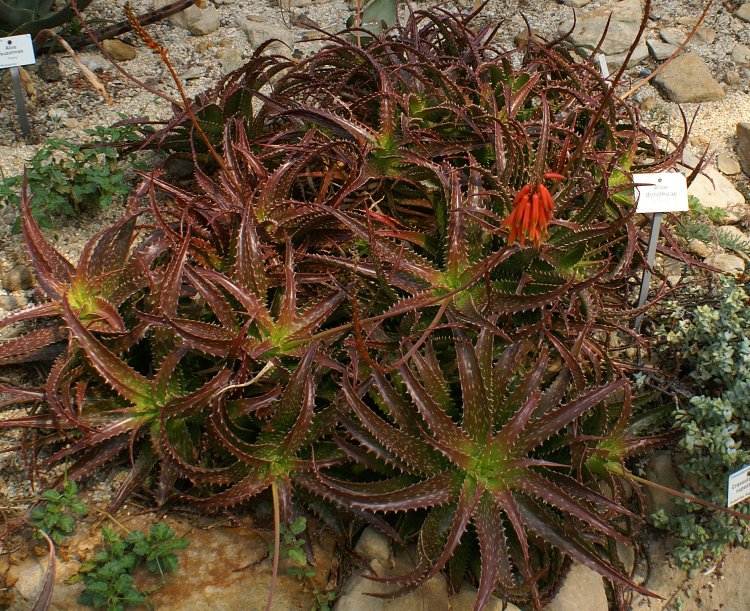 Aloe dorotheae