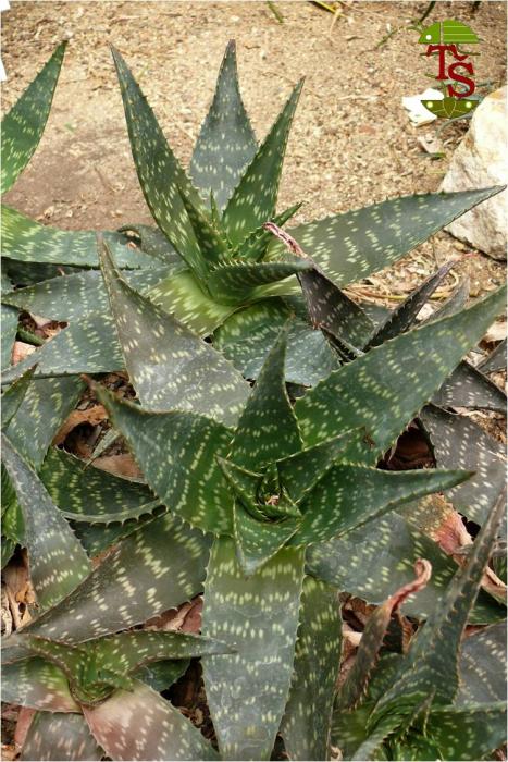 Aloe maculata