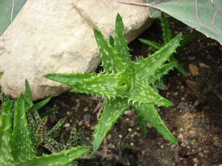 Aloe squarrosa