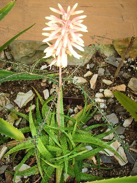 Aloe versicolor