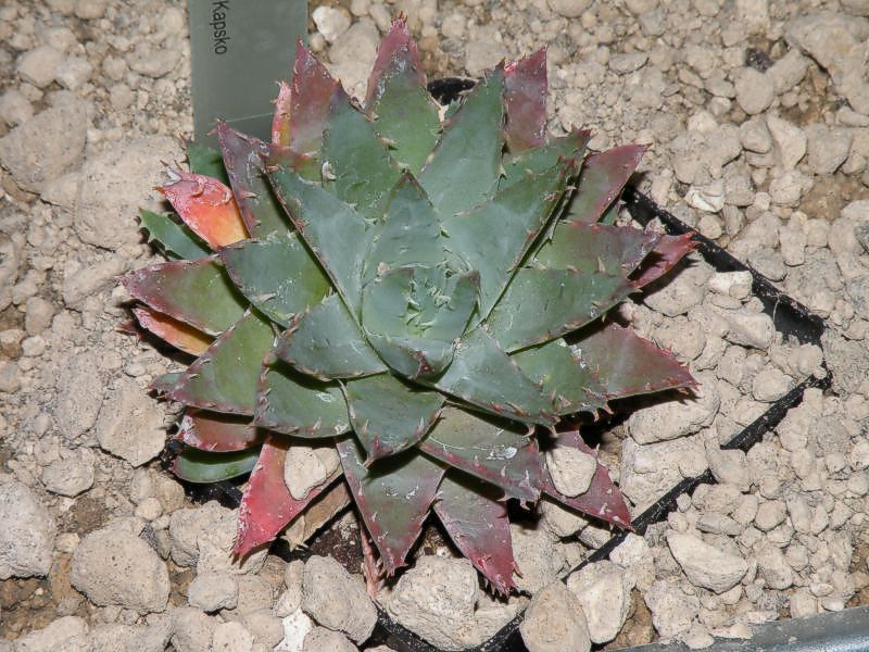 aloe brevifolia