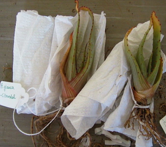 aloe glauca