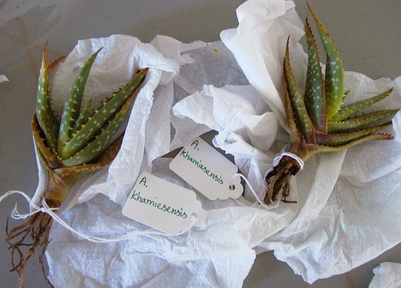 Aloe khamiesensis