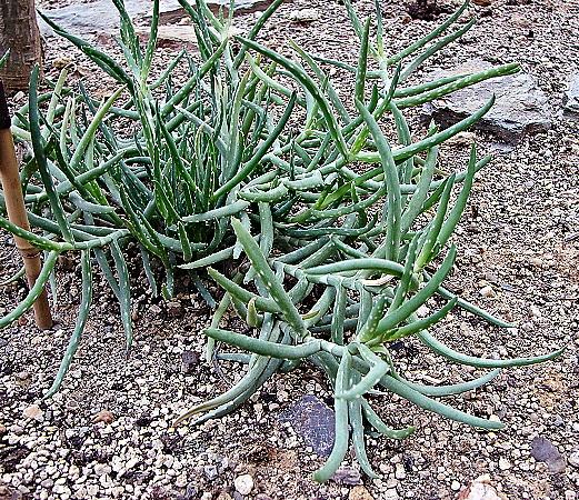 Aloe millotii