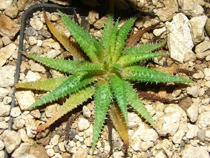 Aloe parvula