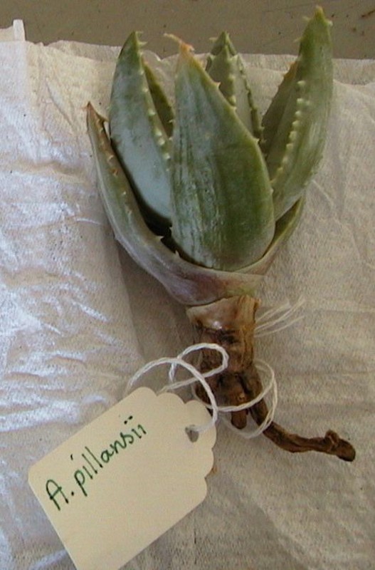 Aloe pillansii