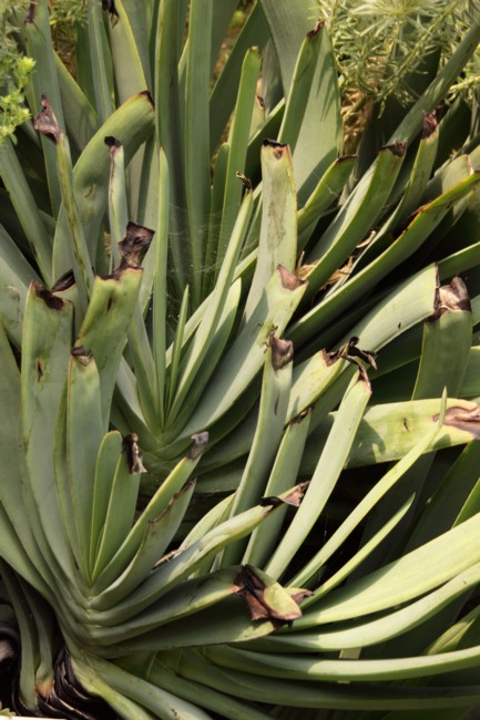 Aloe plicatilis