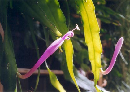 disocactus quezaltecus