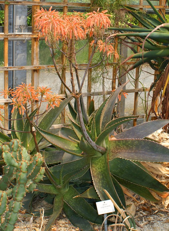 Aloe saponaria