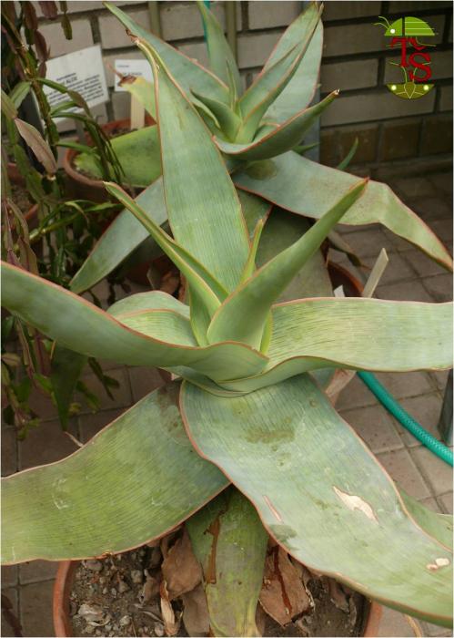 Aloe striata