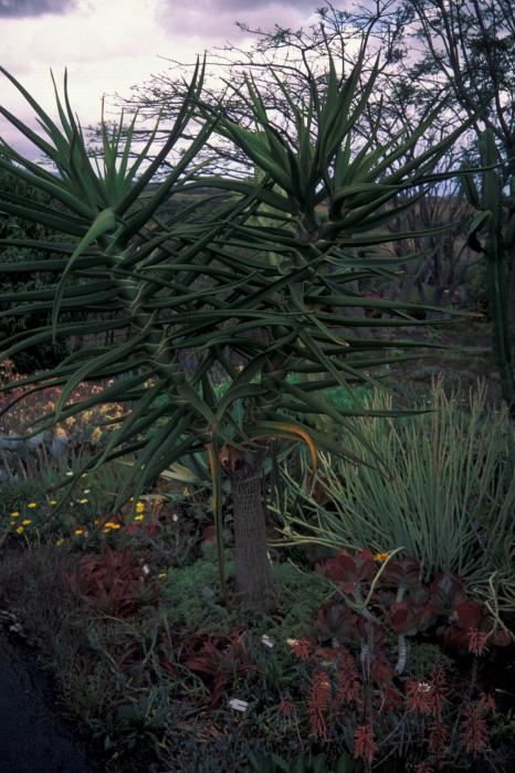 Aloe suzannae