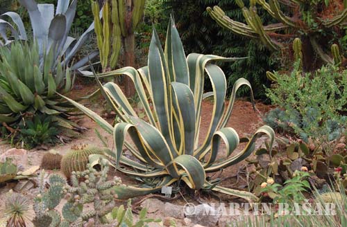 Agave americana2