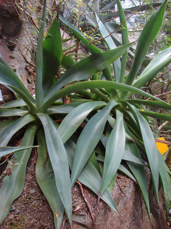 Agave evadens