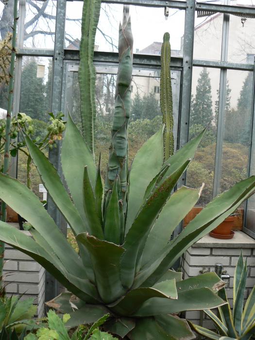 Agave ferox