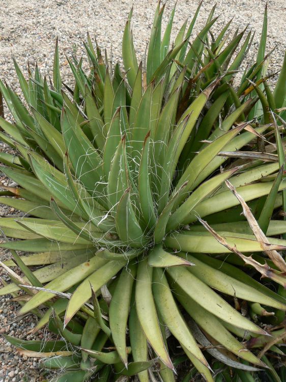 Agave filifera