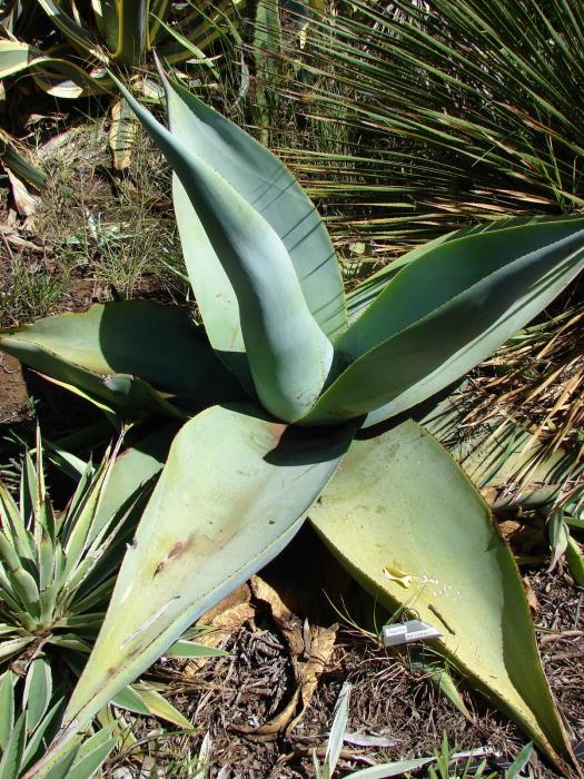 Agave guiengola