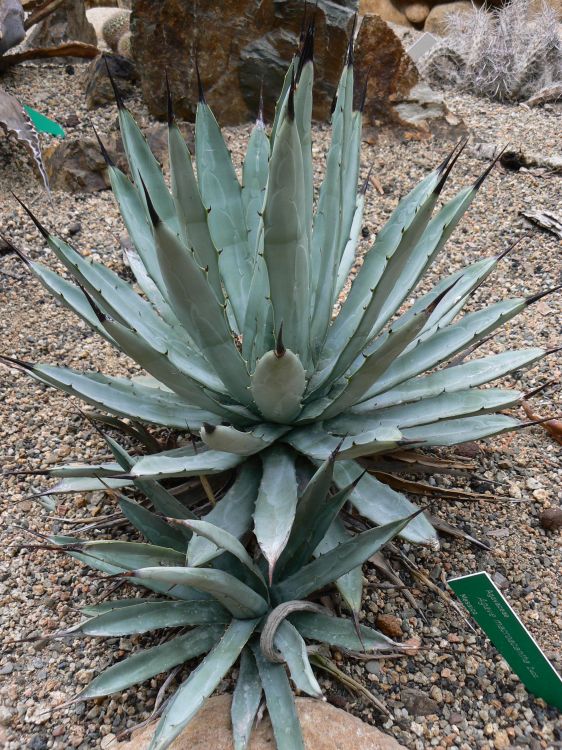 Agave macroacantha