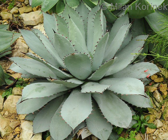 Agave potatorum