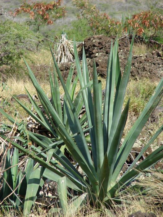 Agave sisalana