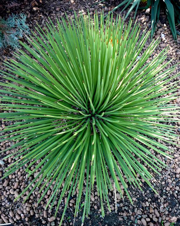 Agave stricta