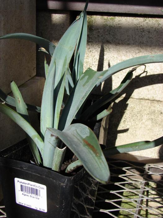 Agave tequilana