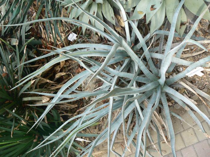 Agave univittata