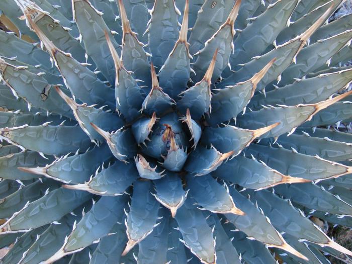 Agave utahensis