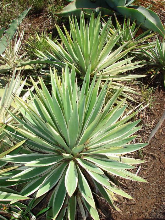 Agave vivipara