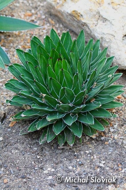 Agave victoriae-reginae