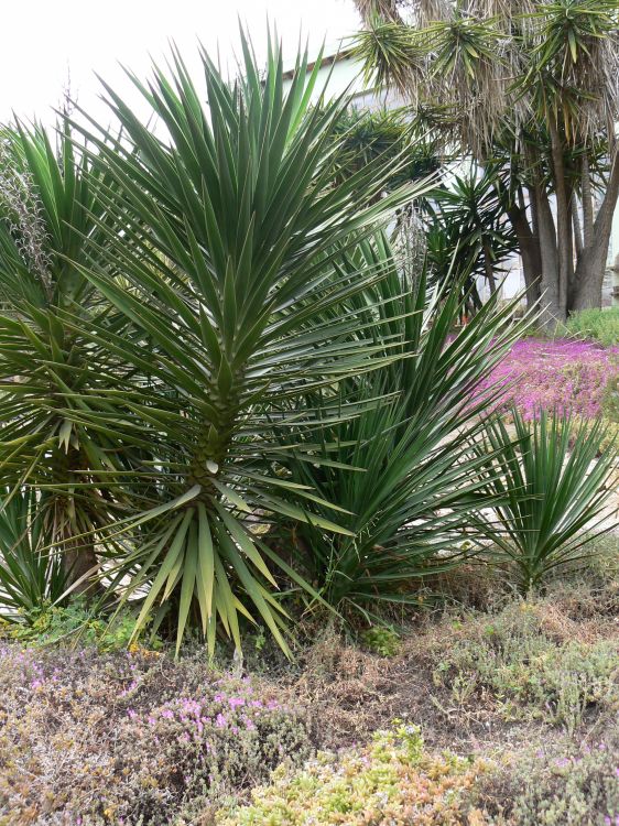 Yucca aloifolia