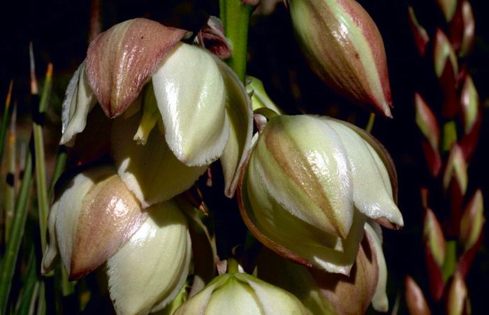 Yucca angustissima