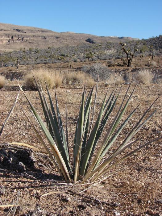 Yucca baccata