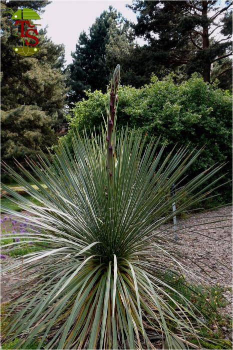 Yucca baileyi var. navajoa