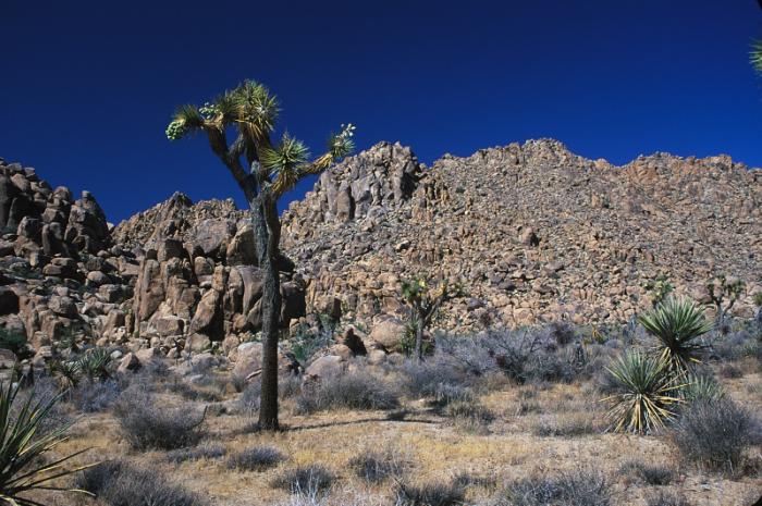 Yucca brevifolia