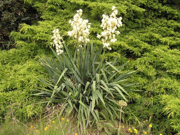 Yucca filamentosa