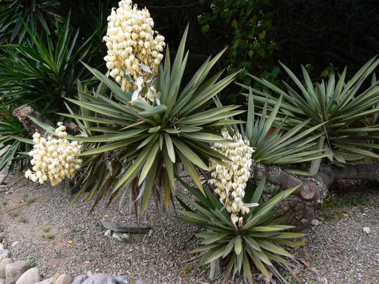 Yucca treculeana