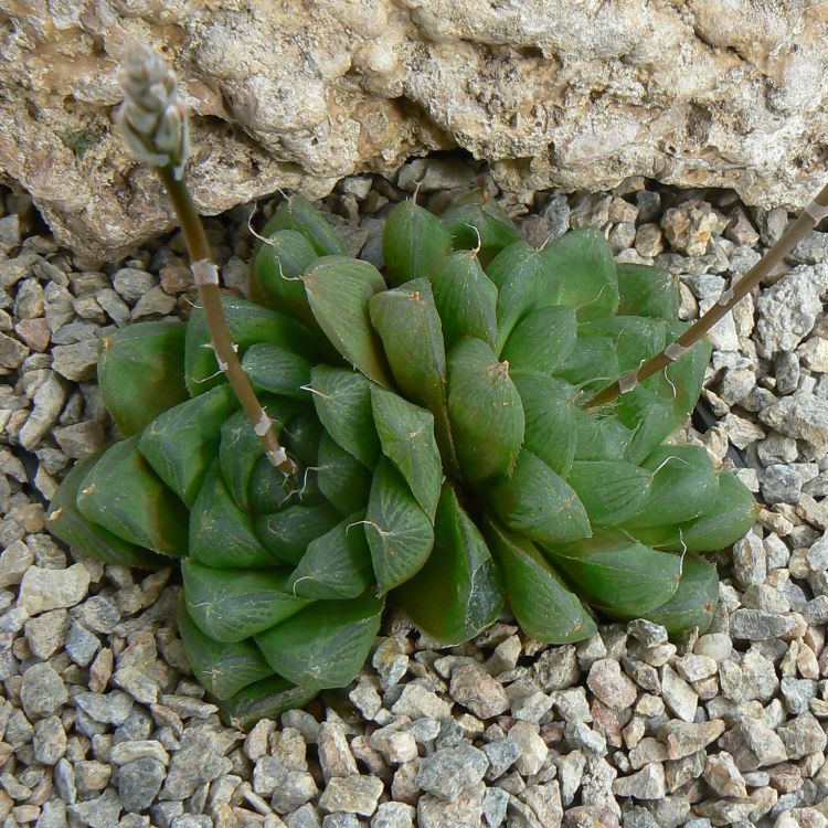 Haworthia cymbiformis var. obtusa