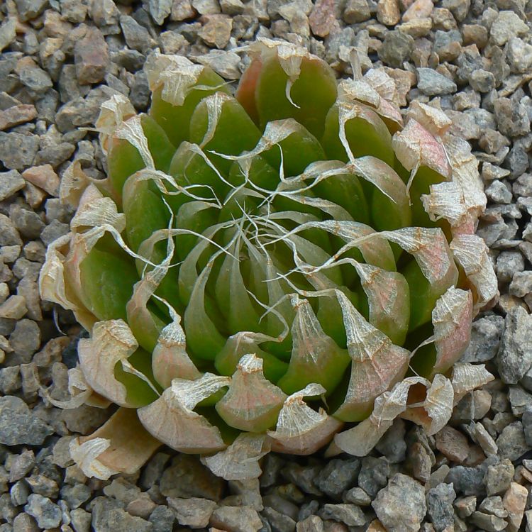 Haworthia lockwoodii