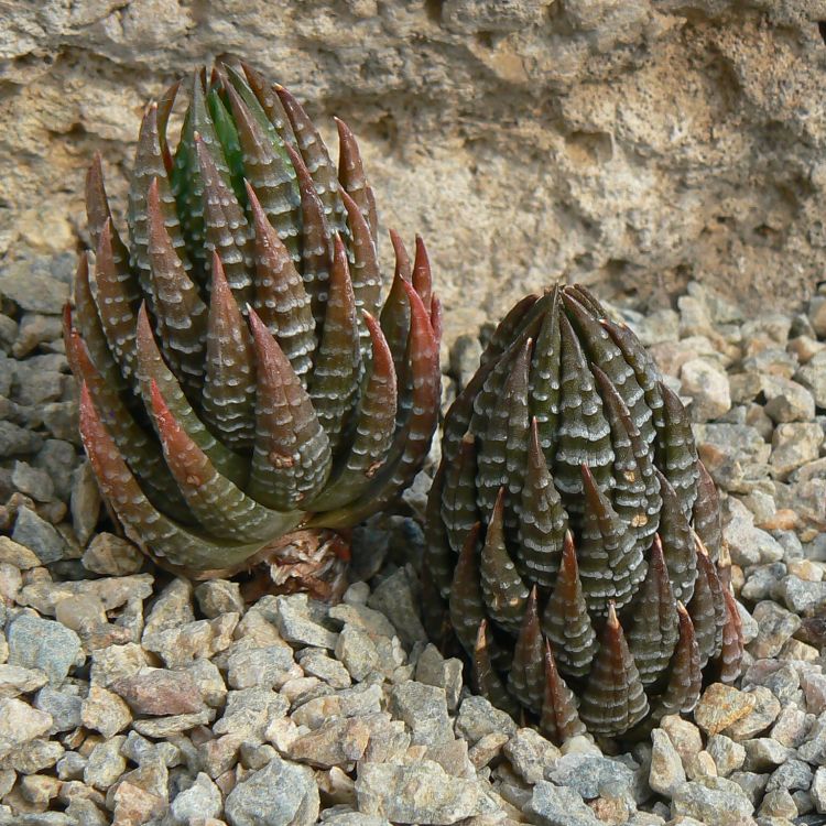 Haworthia reinwardtii f. olivacea