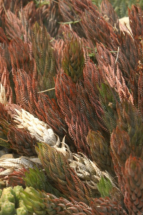 Haworthia reinwardtii