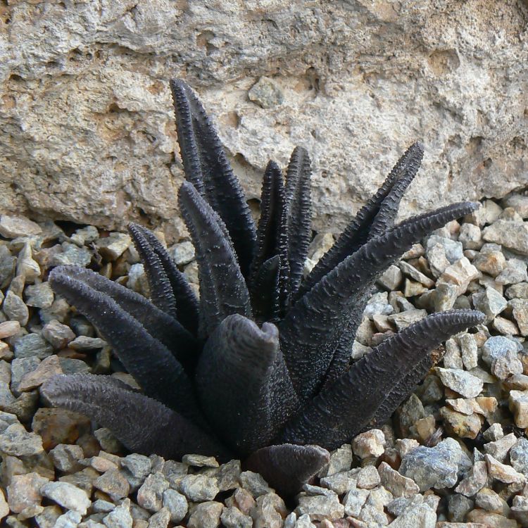 Haworthia sordida