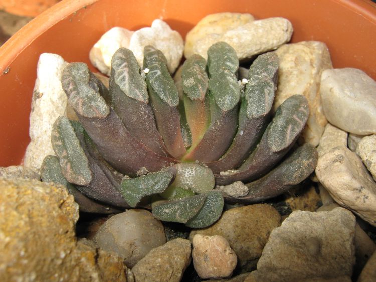 Haworthia truncata