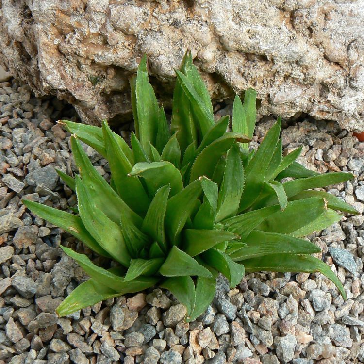 Haworthia zantneriana