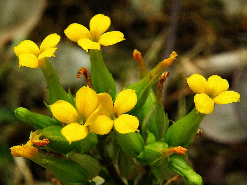 Kalanchoe ambolensis