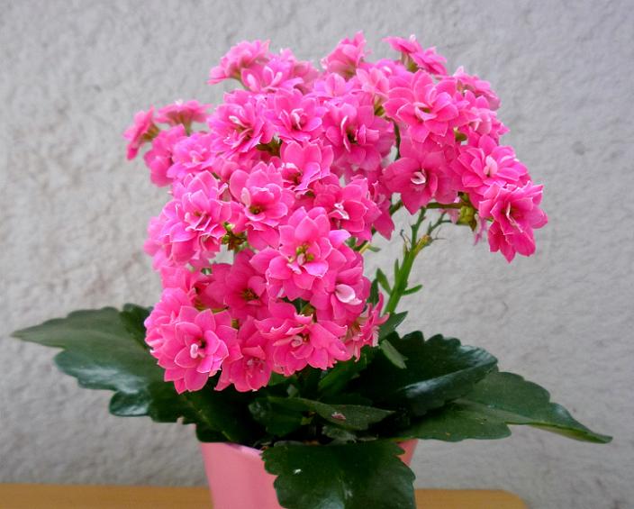 Kalanchoe blossfeldiana2