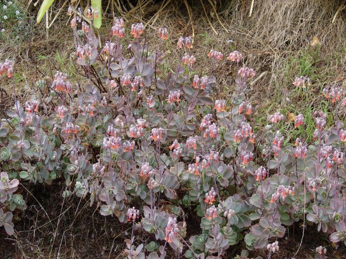 Kalanchoe fedtschenkoi