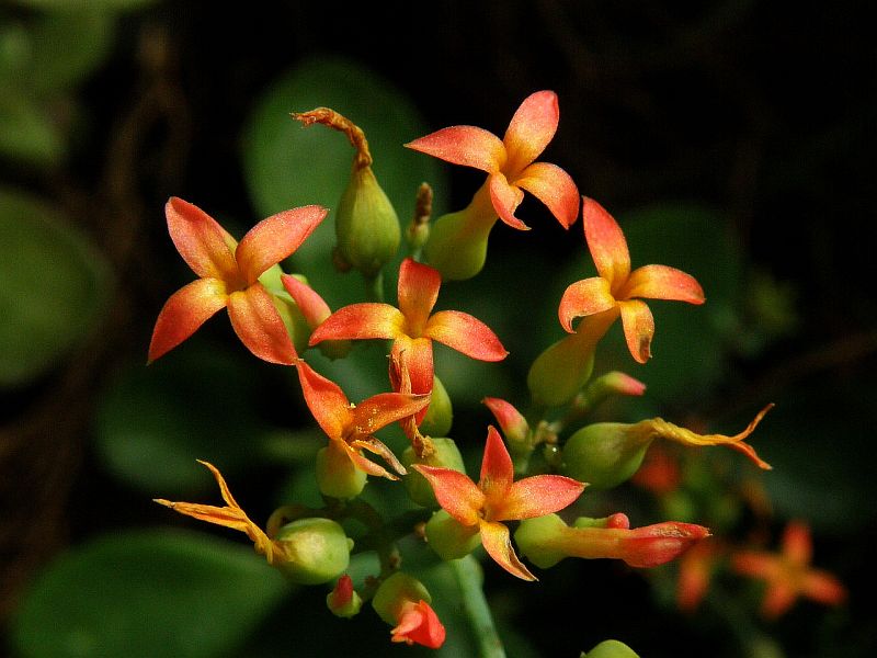 Kalanchoe guillaumini